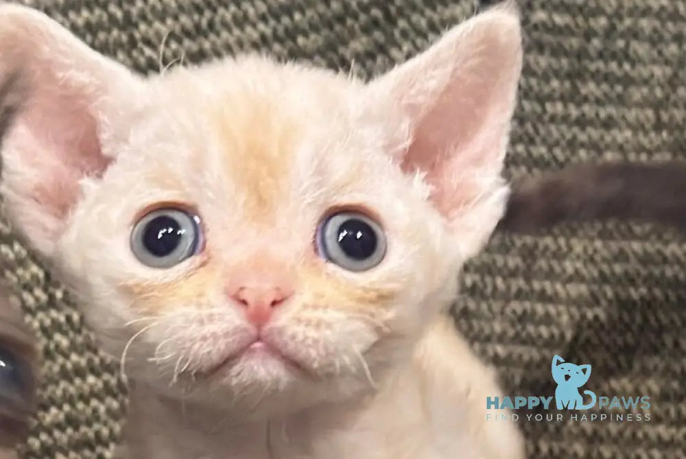 Marik Devon Rex male red tabby pointed live animals