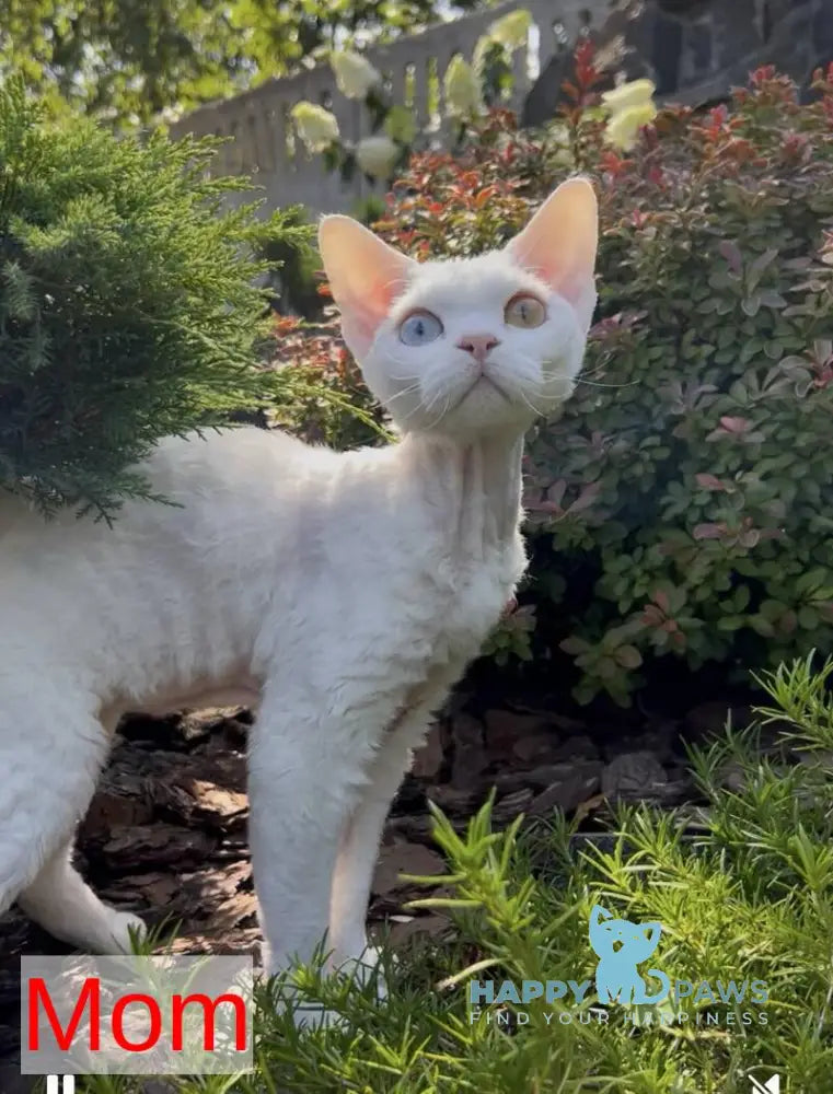 Marik Devon Rex male red tabby pointed live animals