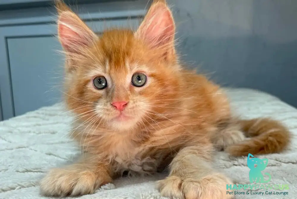Marik Maine Coon polydactyl male red - live animals