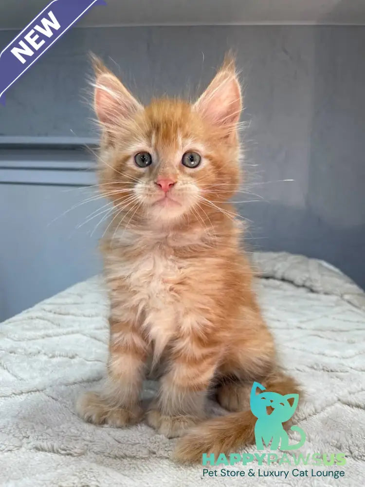 Marik Maine Coon polydactyl male red - live animals