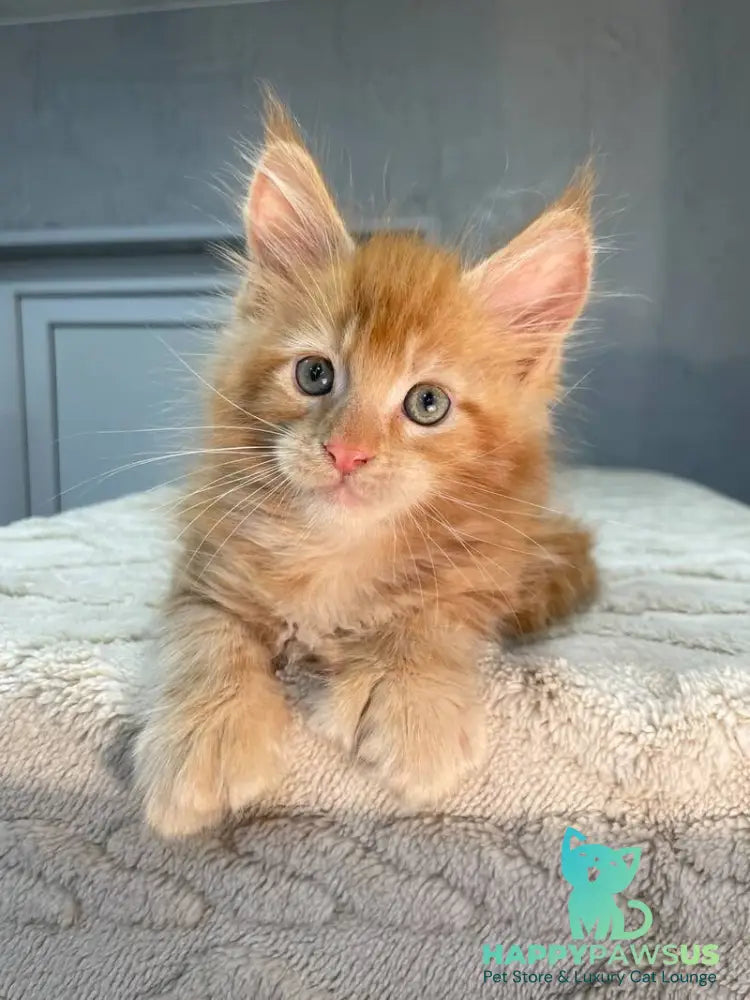 Marik Maine Coon polydactyl male red - live animals