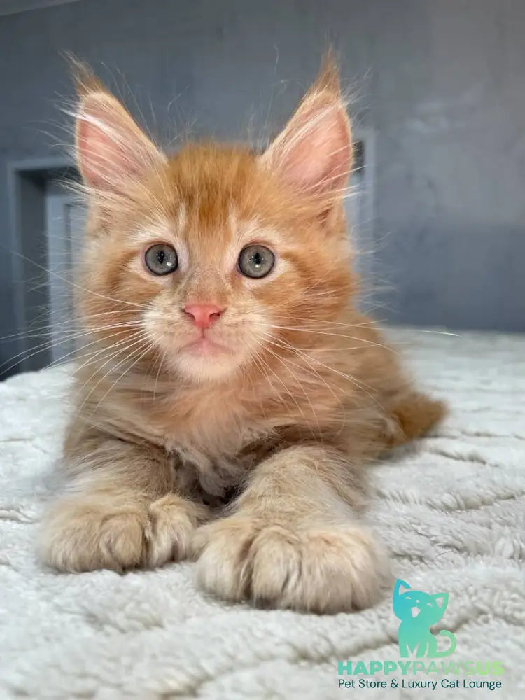Marik Maine Coon polydactyl male red - live animals