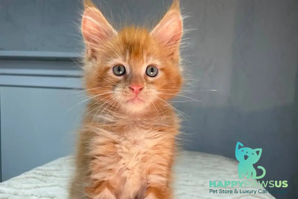 Marik Maine Coon polydactyl male red - live animals