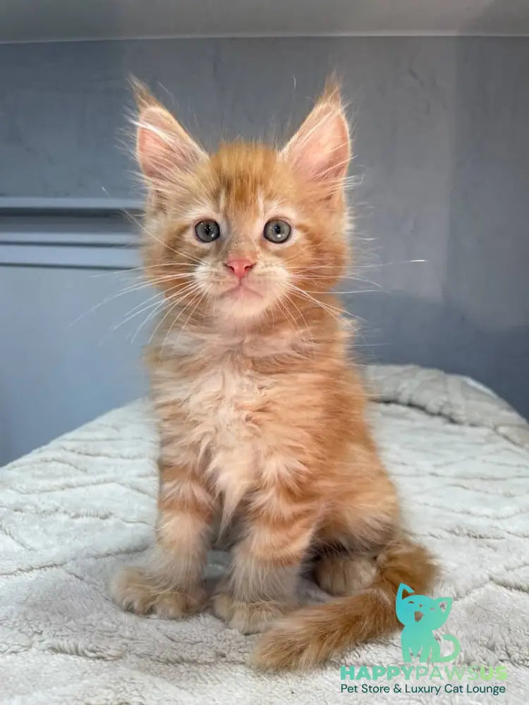 Marik Maine Coon polydactyl male red - live animals