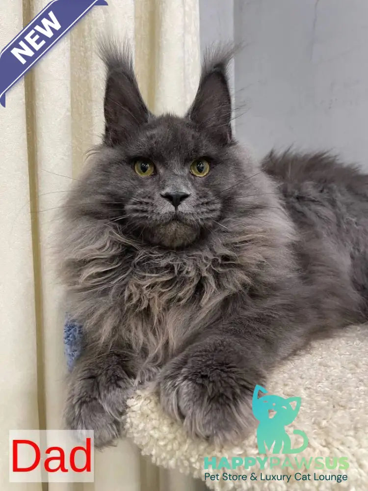 Marik Maine Coon polydactyl male red - live animals