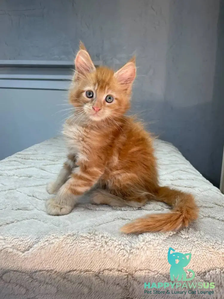 Marik Maine Coon polydactyl male red - live animals