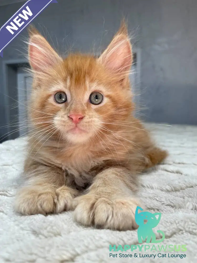 Marik Maine Coon polydactyl male red - live animals