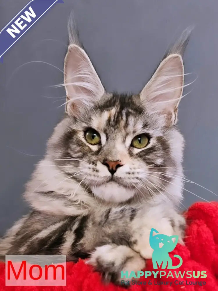 Marik Maine Coon polydactyl male red - live animals