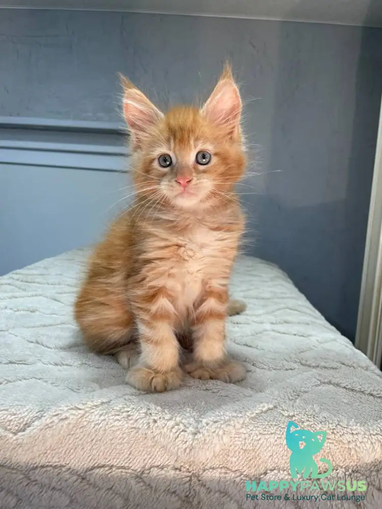 Marik Maine Coon polydactyl male red - live animals