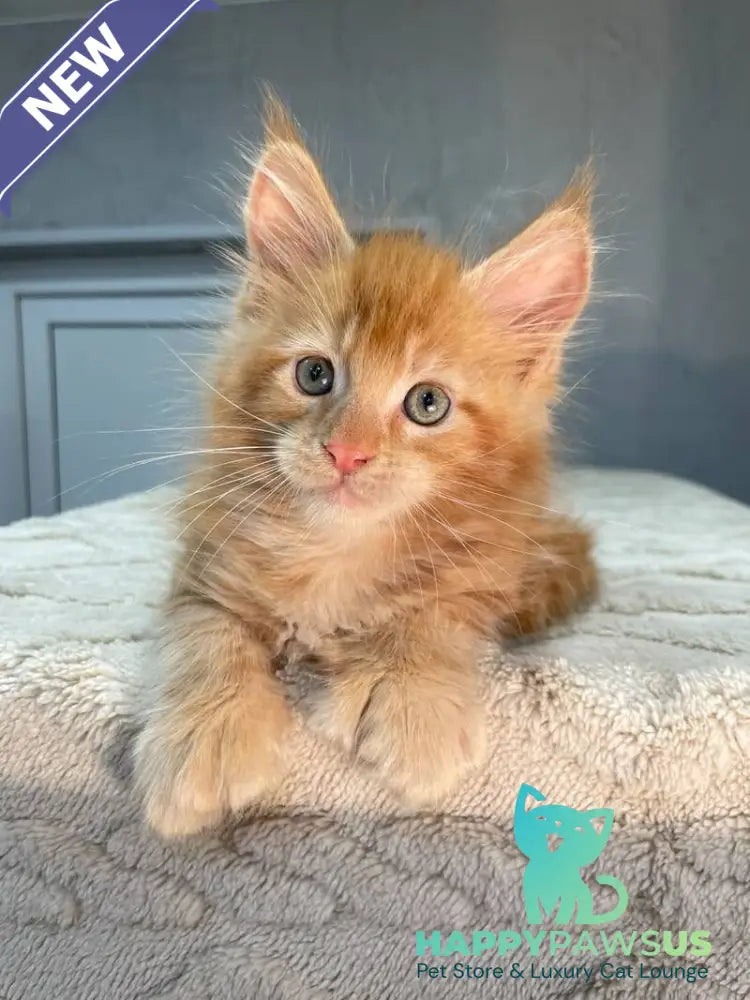 Marik Maine Coon polydactyl male red - live animals