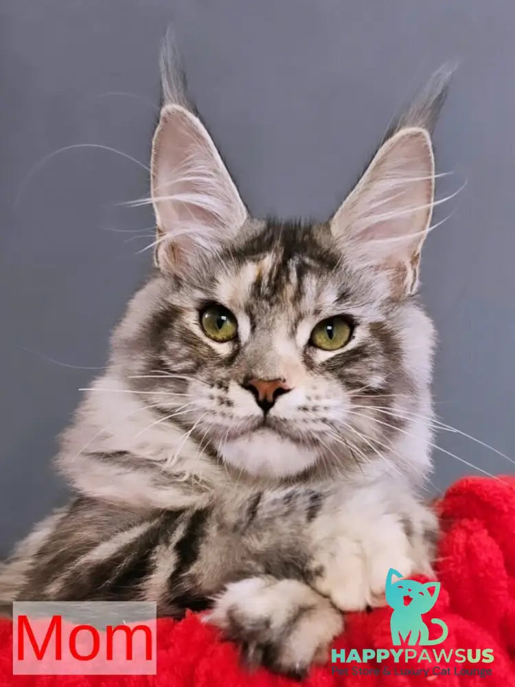 Marik Maine Coon polydactyl male red - live animals