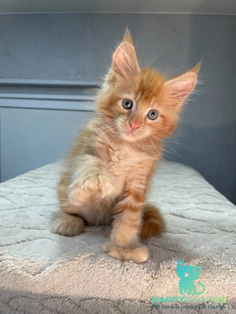 Marik Maine Coon polydactyl male red - live animals