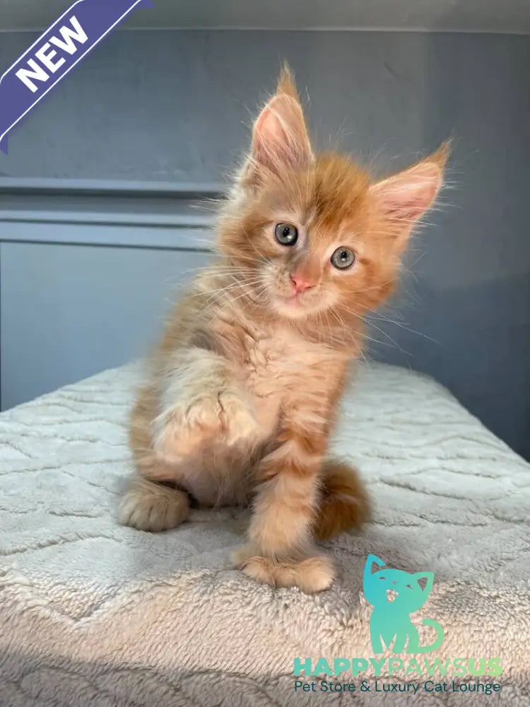 Marik Maine Coon polydactyl male red - live animals