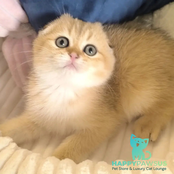 Marik Scottish Fold male black golden ticked tabby - live animals