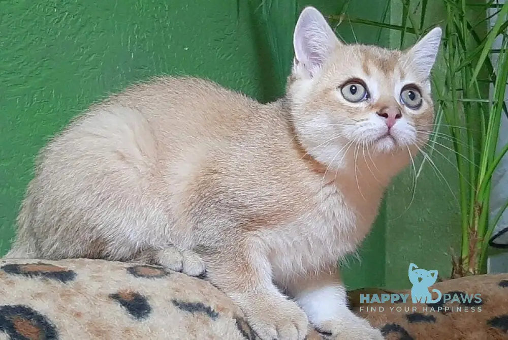 Marik Scottish Straight male black golden shaded live animals