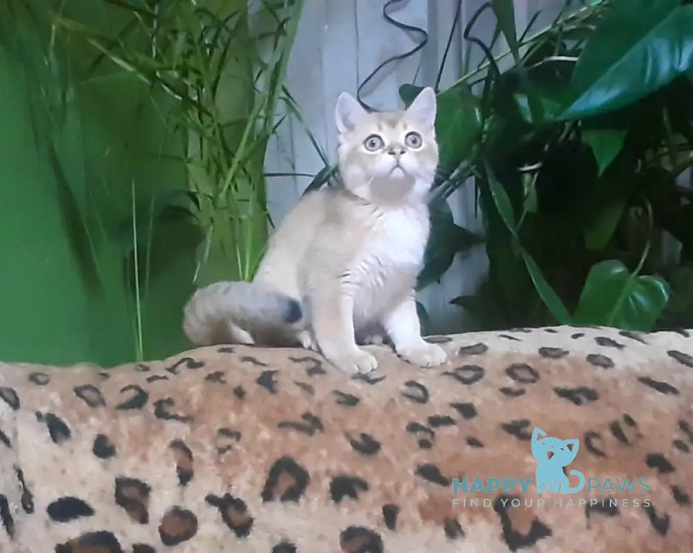 Marik Scottish Straight male black golden shaded live animals