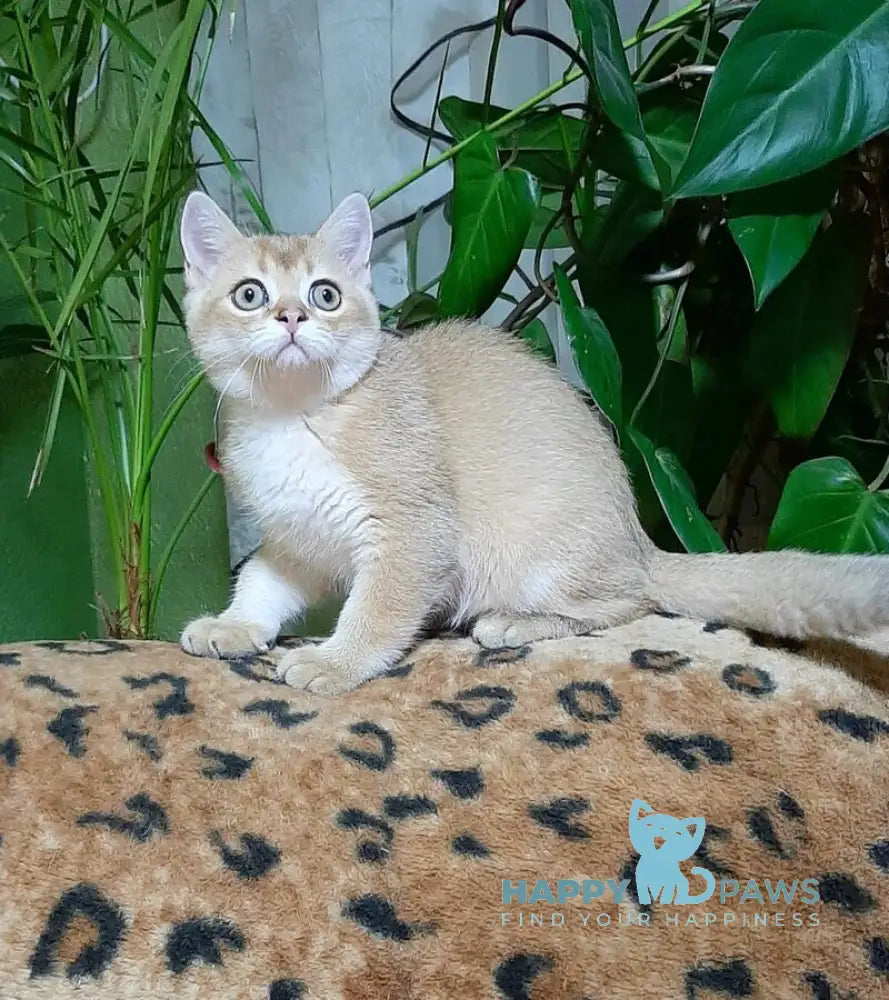 Marik Scottish Straight male black golden shaded live animals