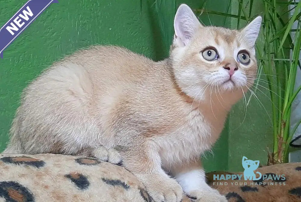 Marik Scottish Straight male black golden shaded live animals
