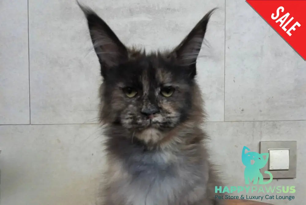 Marika Maine Coon female black tortie silver - live animals