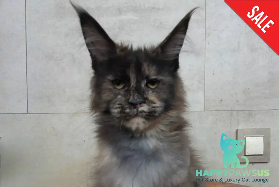 Marika Maine Coon female black tortie silver - live animals