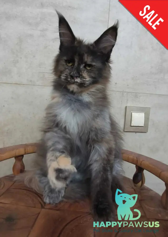 Marika Maine Coon female black tortie silver - live animals