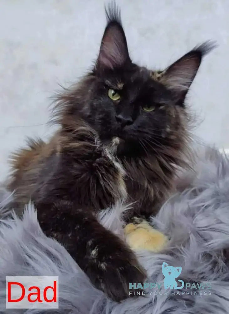 Marika Maine Coon female black tortie silver - live animals