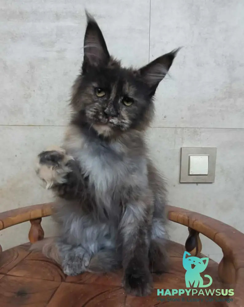 Marika Maine Coon female black tortie silver - live animals