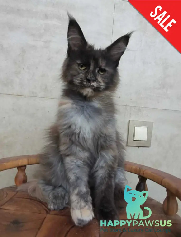 Marika Maine Coon female black tortie silver - live animals