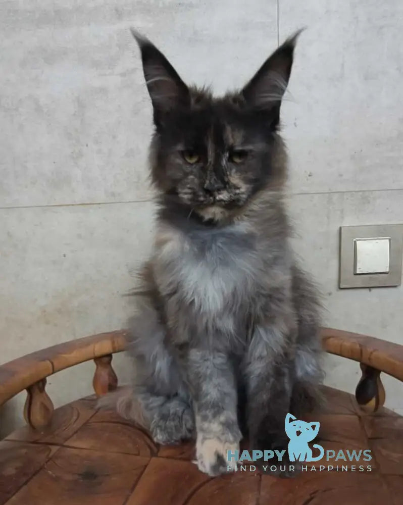 Marika Maine Coon female black tortie silver - live animals