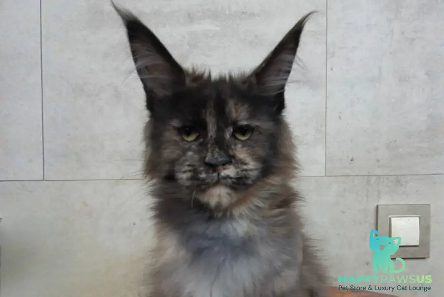 Marika Maine Coon female black tortie silver - live animals