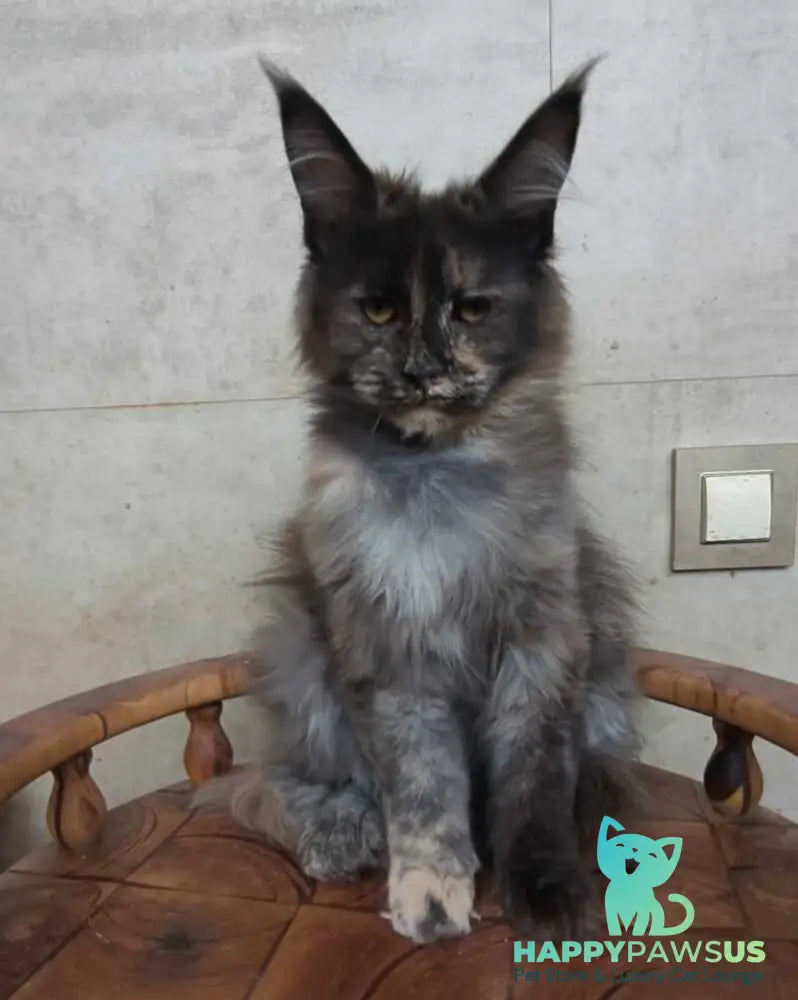 Marika Maine Coon female black tortie silver - live animals