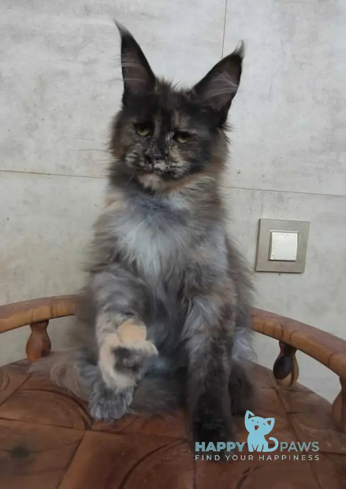 Marika Maine Coon female black tortie silver - live animals