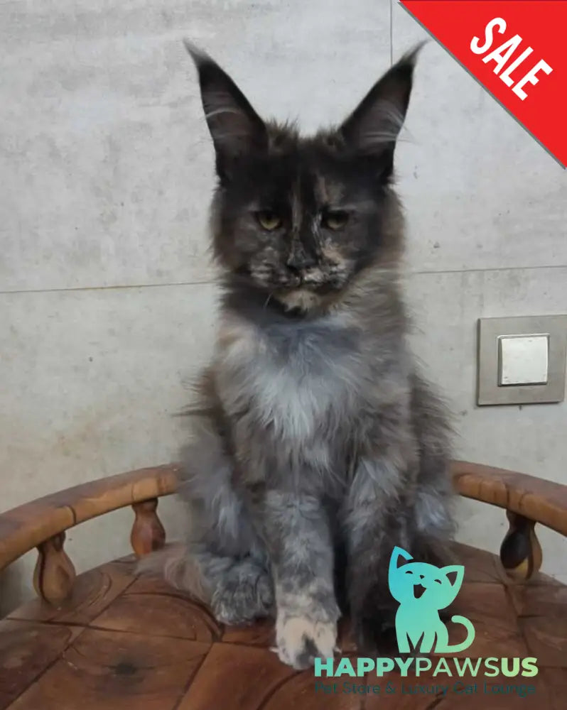 Marika Maine Coon female black tortie silver - live animals