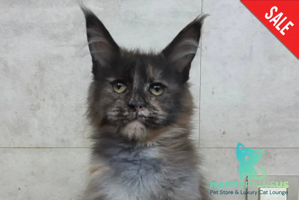 Marika Maine Coon female black tortie silver - live animals
