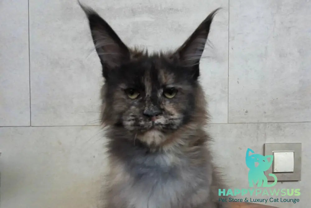 Marika Maine Coon female black tortie silver - live animals