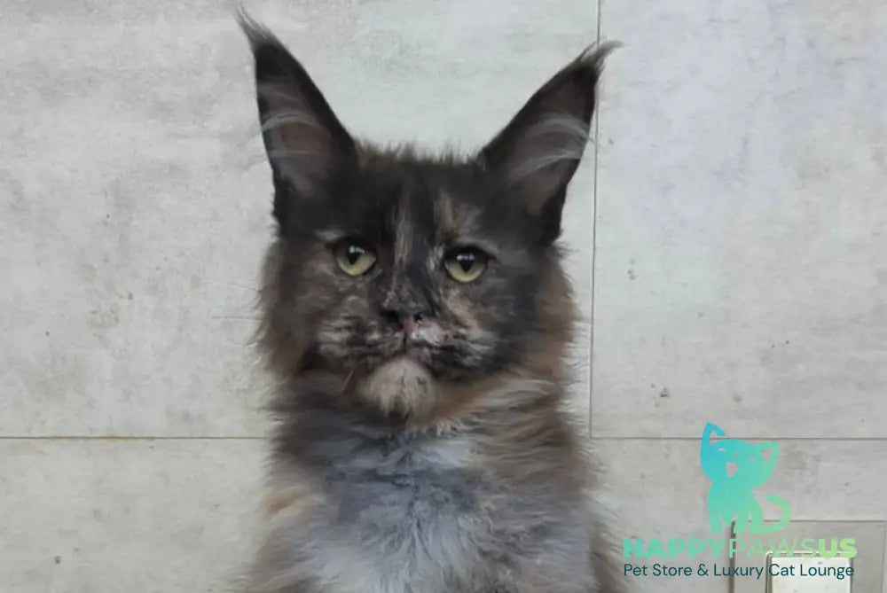 Marika Maine Coon female black tortie silver - live animals