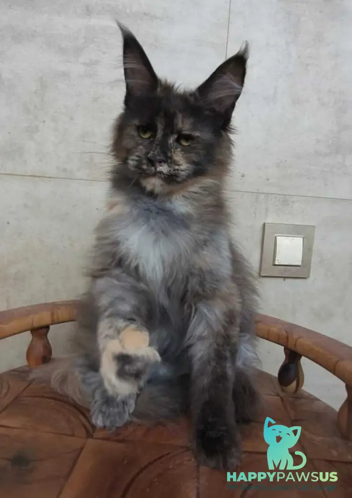 Marika Maine Coon female black tortie silver - live animals