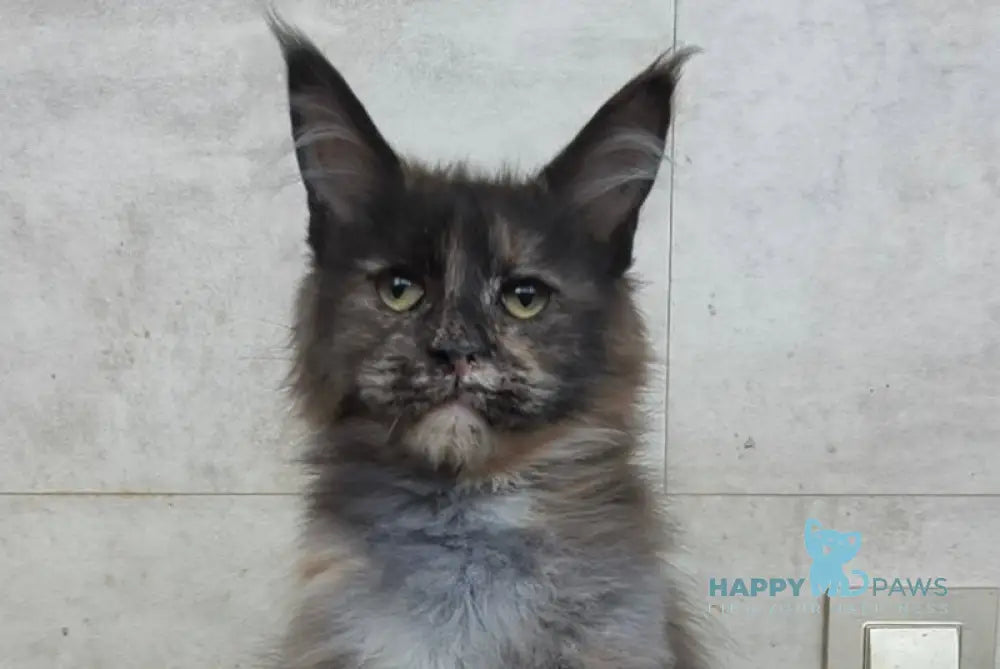 Marika Maine Coon female black tortie silver - live animals