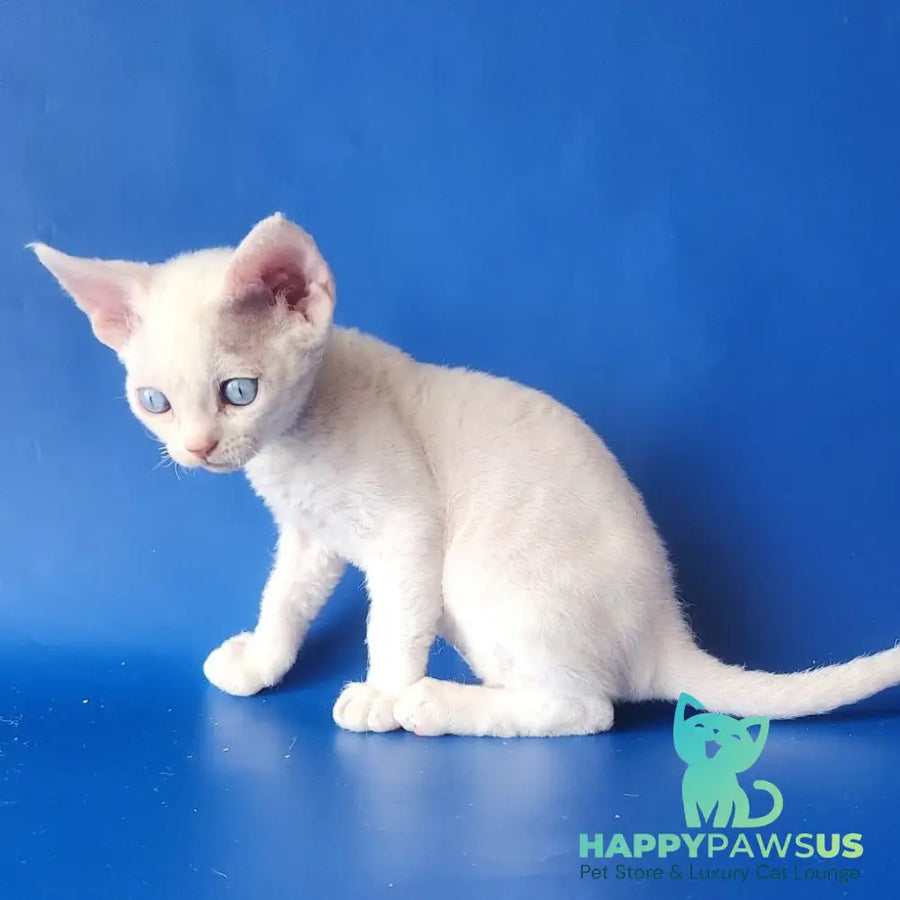 Marina Devon Rex female white - live animals