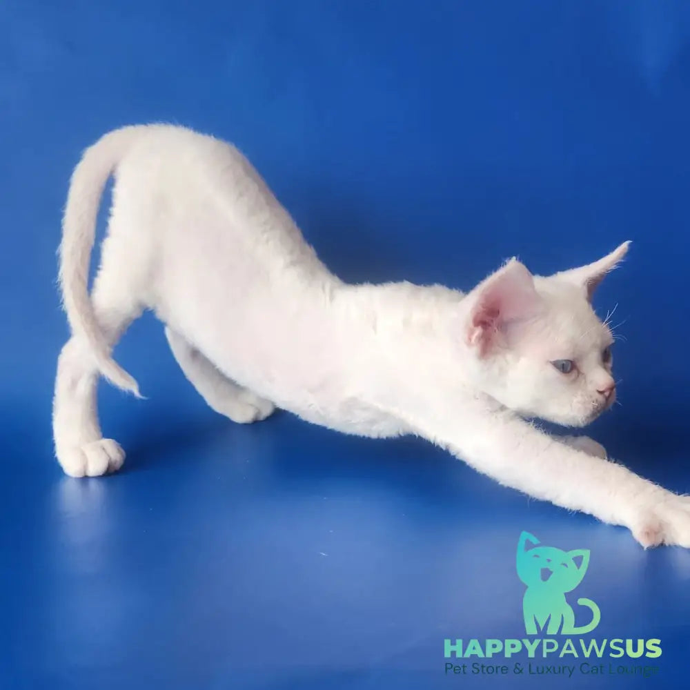 Marina Devon Rex female white - live animals