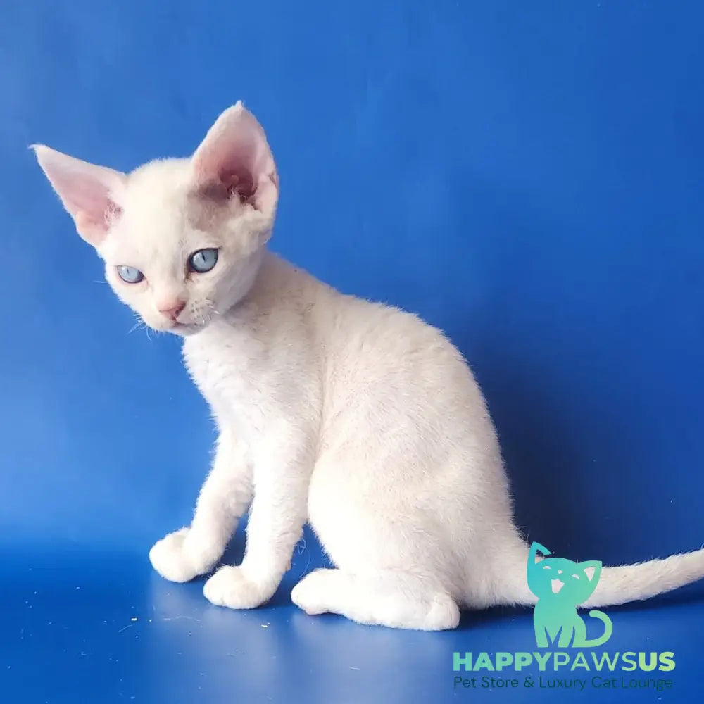 Marina Devon Rex female white - live animals