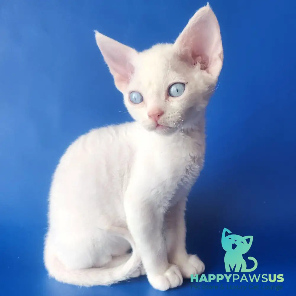 Marina Devon Rex female white - live animals