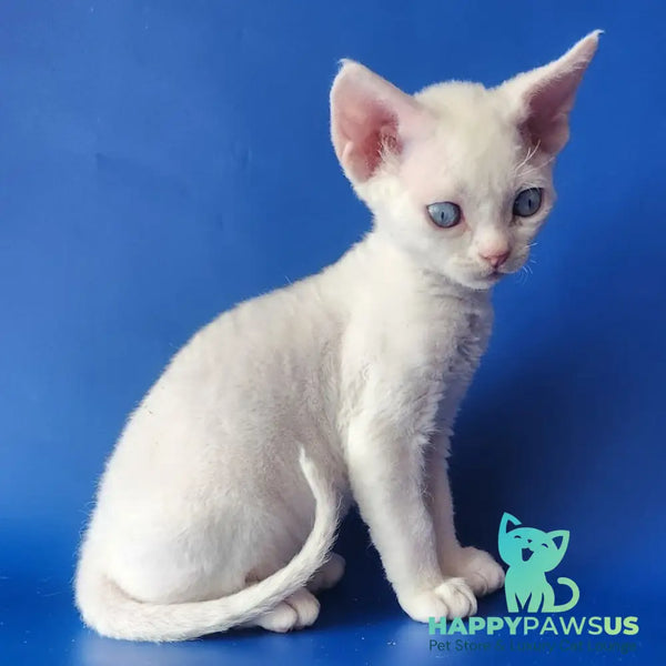 Marina Devon Rex female white - live animals
