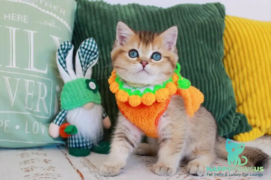 Mario British Shorthair male chocolate golden ticked tabby - live animals