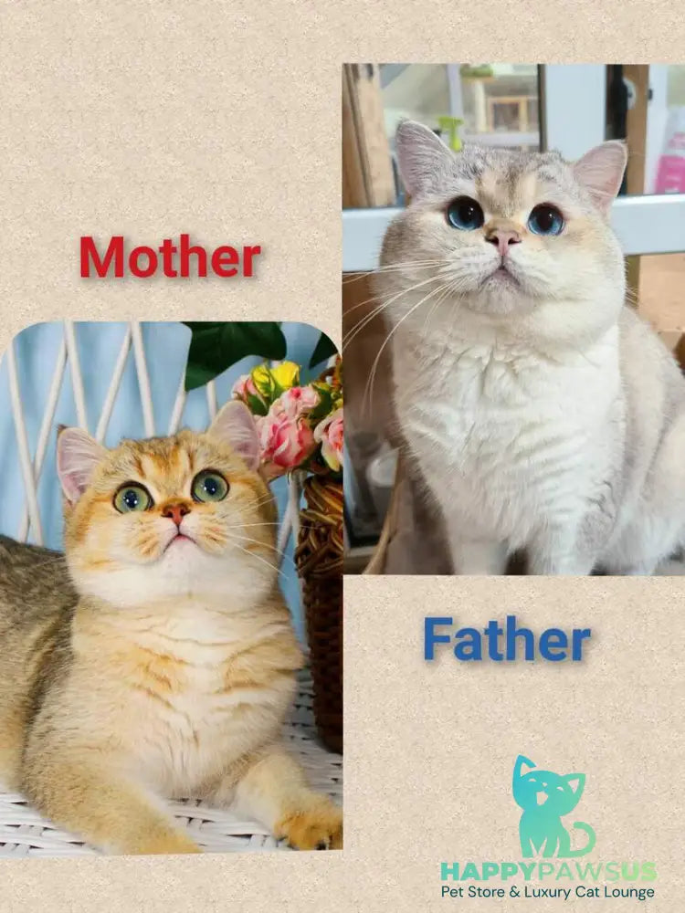 Mario British Shorthair male chocolate golden ticked tabby - live animals