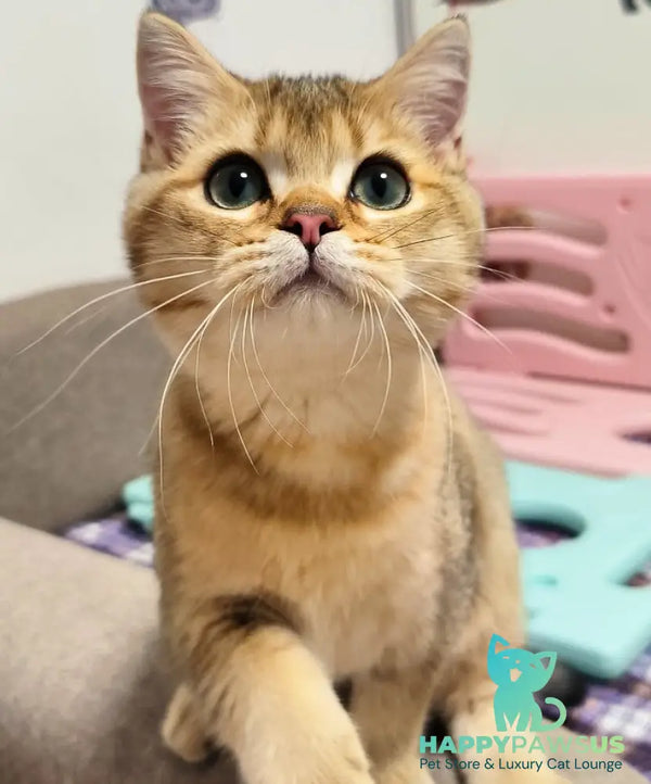Mario British Shorthair male chocolate golden ticked tabby - live animals