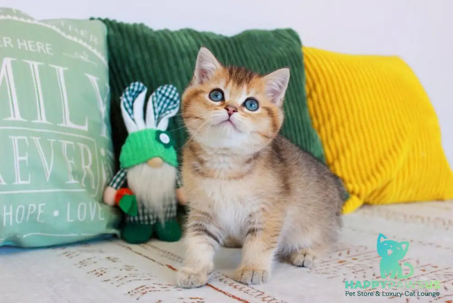 Mario British Shorthair male chocolate golden ticked tabby - live animals