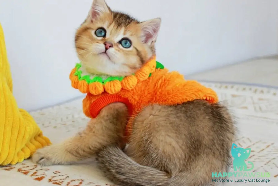 Mario British Shorthair male chocolate golden ticked tabby - live animals