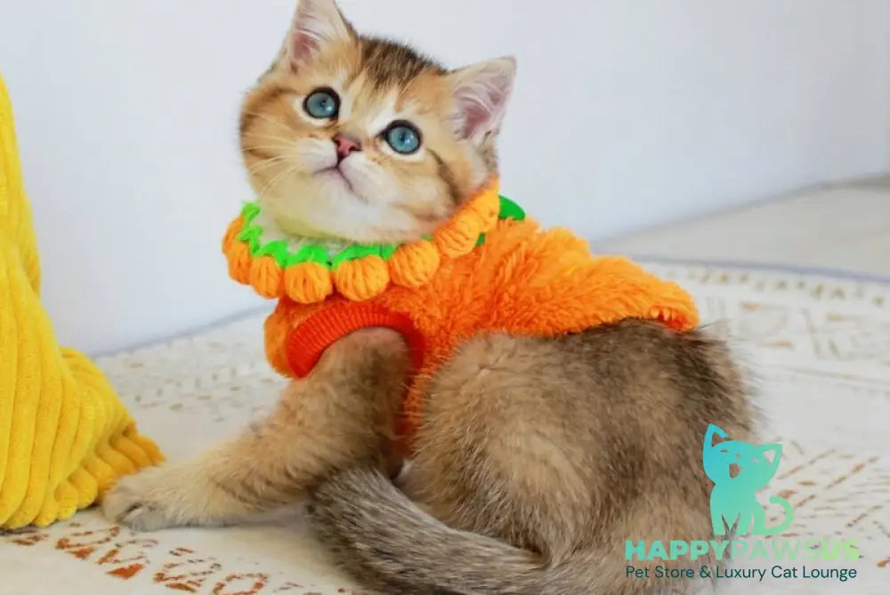 Mario British Shorthair male chocolate golden ticked tabby - live animals