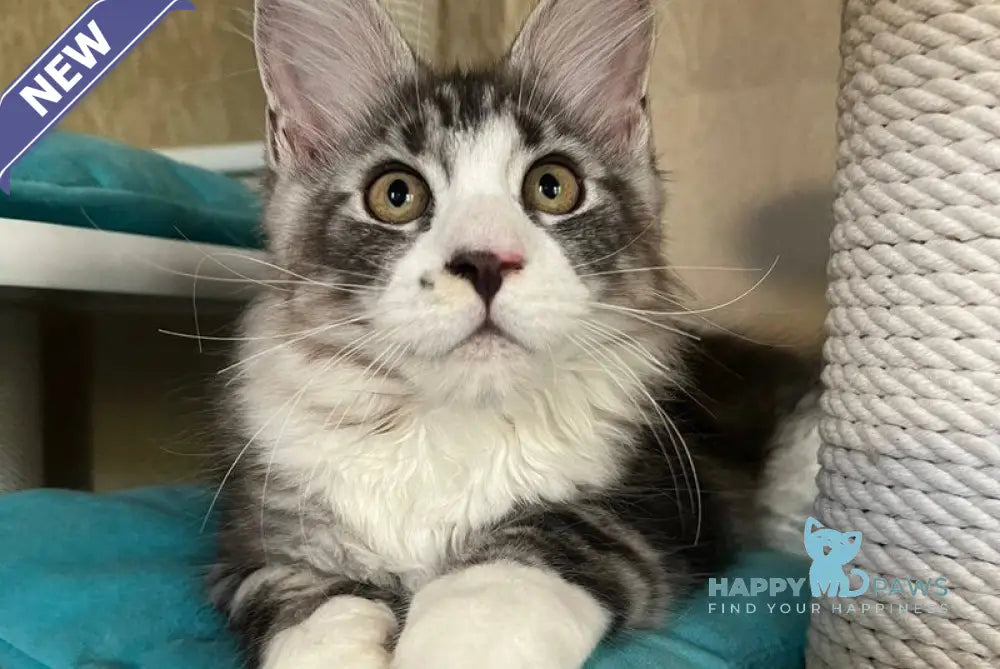 Mario Maine Coon male black silver tabby live animals